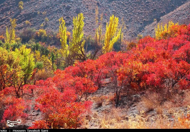 آغاز برداشت سماق از سطح ۱۴۵۰ هکتار از باغات گناباد + تصاویر