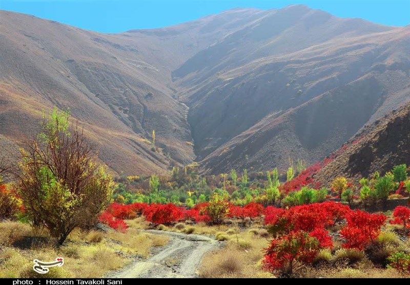 آغاز برداشت سماق از سطح ۱۴۵۰ هکتار از باغات گناباد + تصاویر