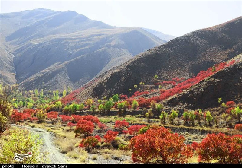 آغاز برداشت سماق از سطح ۱۴۵۰ هکتار از باغات گناباد + تصاویر
