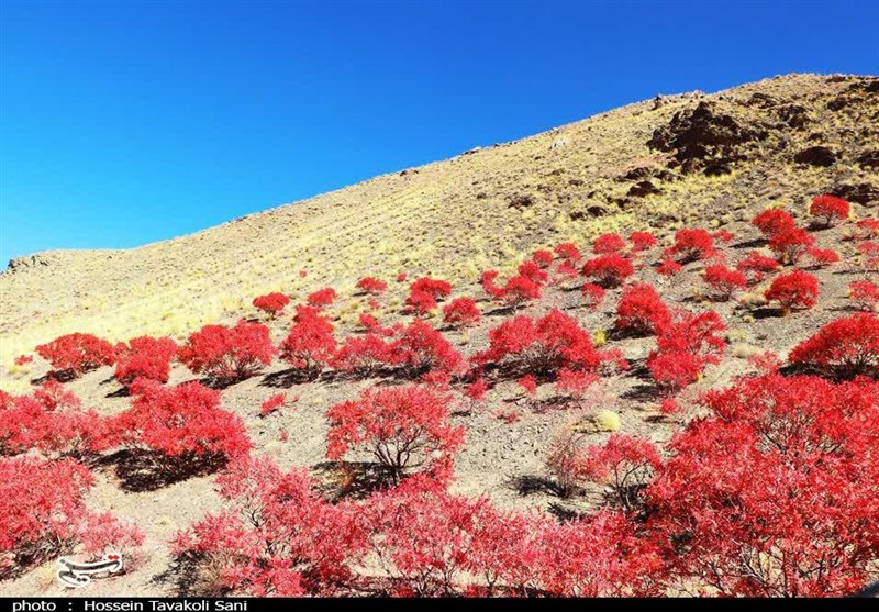 آغاز برداشت سماق از سطح ۱۴۵۰ هکتار از باغات گناباد + تصاویر