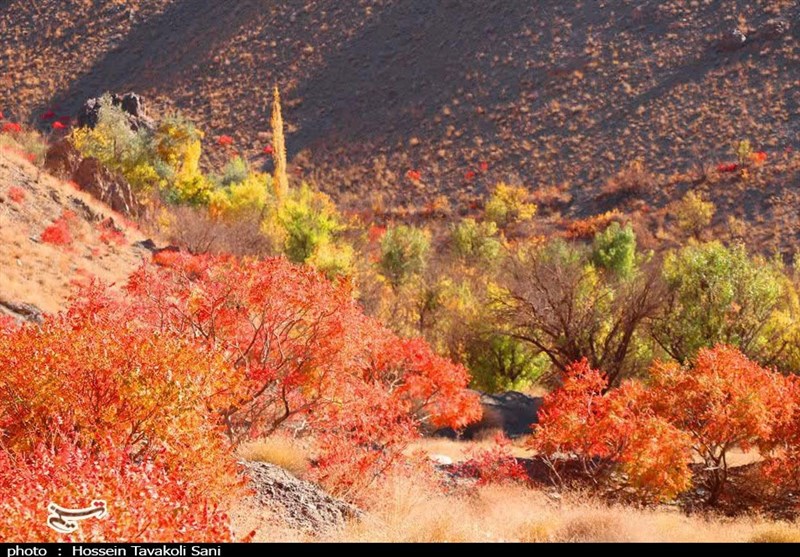 آغاز برداشت سماق از سطح ۱۴۵۰ هکتار از باغات گناباد + تصاویر