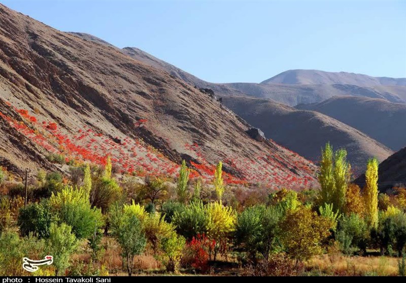 آغاز برداشت سماق از سطح ۱۴۵۰ هکتار از باغات گناباد + تصاویر