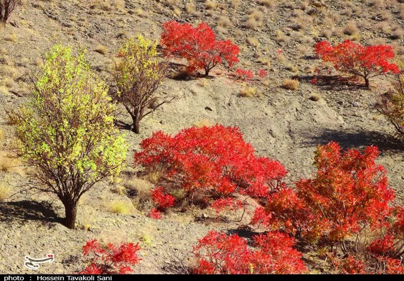 آغاز برداشت سماق از سطح ۱۴۵۰ هکتار از باغات گناباد + تصاویر