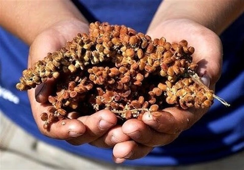 آغاز برداشت سماق از سطح ۱۴۵۰ هکتار از باغات گناباد + تصاویر