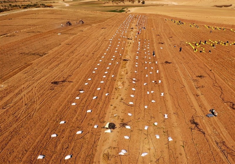 تولید ۲۵۰هزار تن سیبزمینی در استان چهارمحال و بختیاری