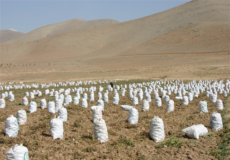 تولید ۲۵۰هزار تن سیبزمینی در استان چهارمحال و بختیاری