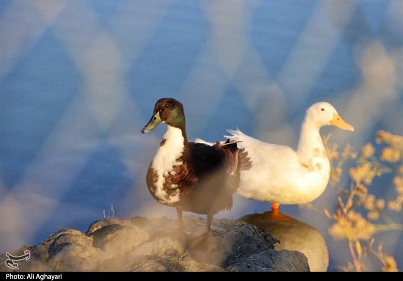 آذربایجان غربی ,