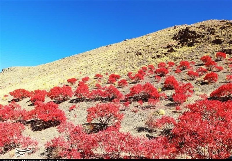 آغاز برداشت سماق از سطح ۱۴۵۰ هکتار از باغات گناباد + تصاویر