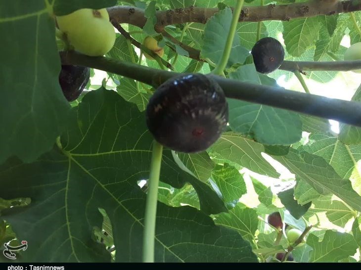 استان لرستان , پلدختر , کشاورزی ,