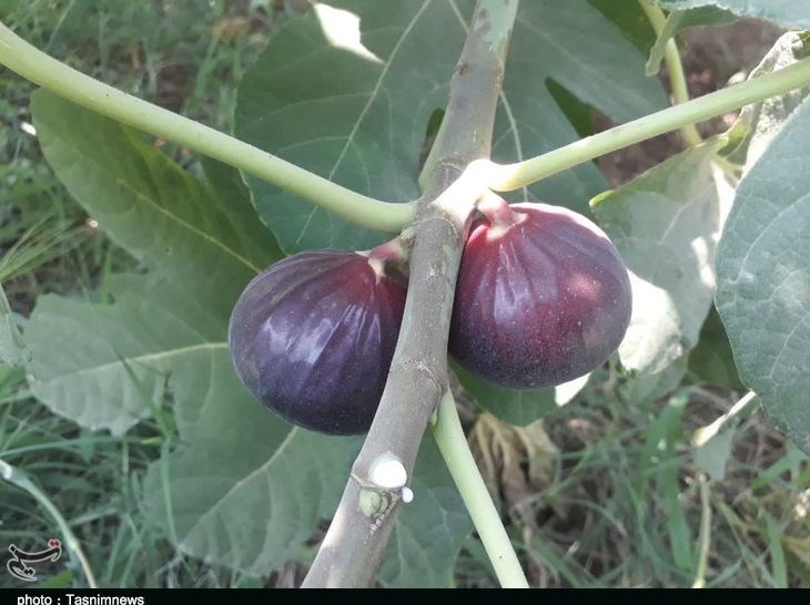 استان لرستان , پلدختر , کشاورزی ,