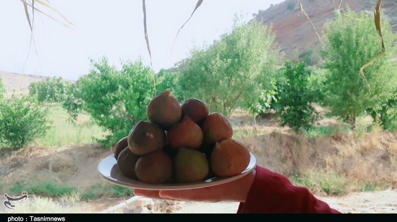 استان لرستان , پلدختر , کشاورزی ,