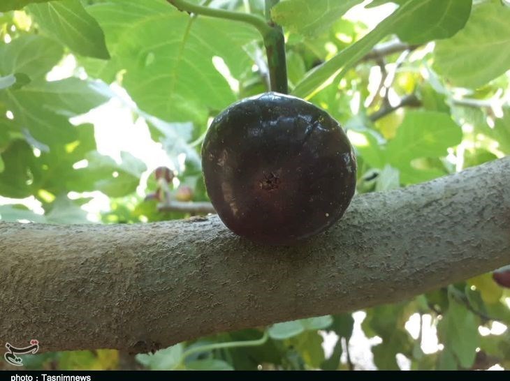 استان لرستان , پلدختر , کشاورزی ,