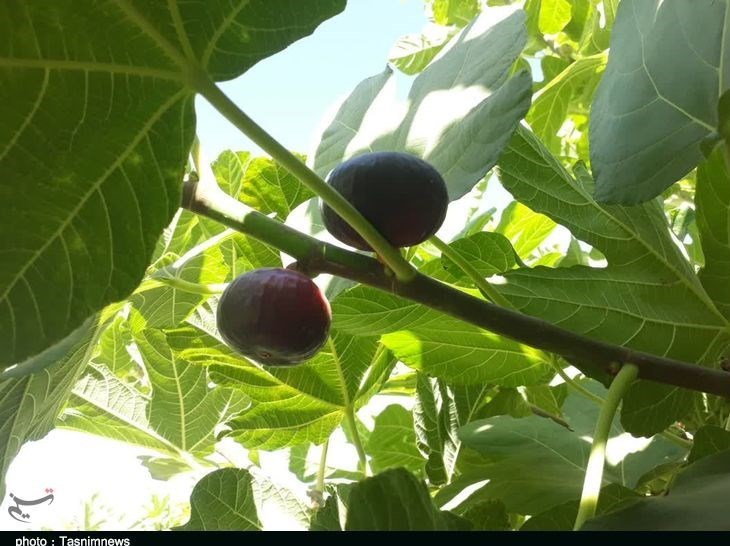 استان لرستان , پلدختر , کشاورزی ,