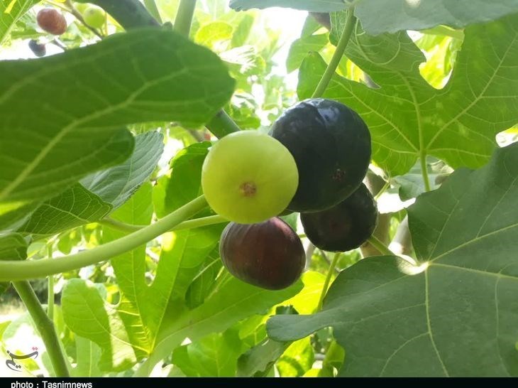 استان لرستان , پلدختر , کشاورزی ,