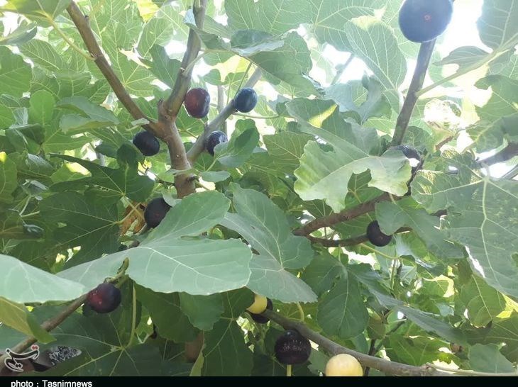 استان لرستان , پلدختر , کشاورزی ,