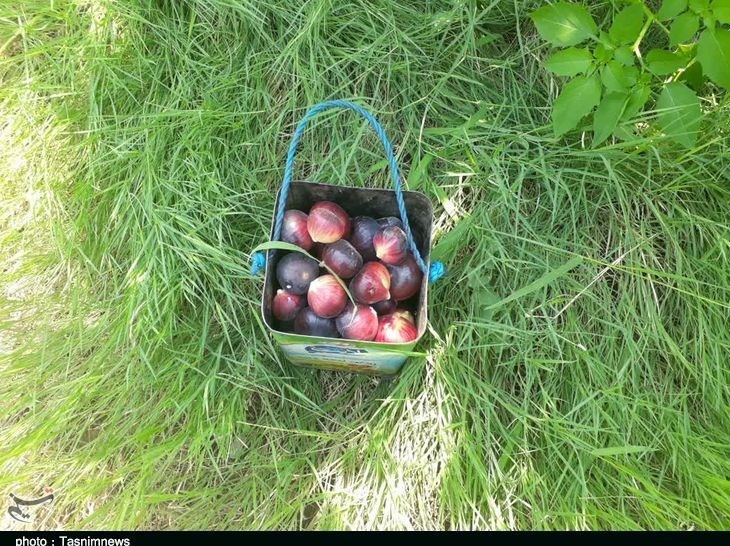 استان لرستان , پلدختر , کشاورزی ,