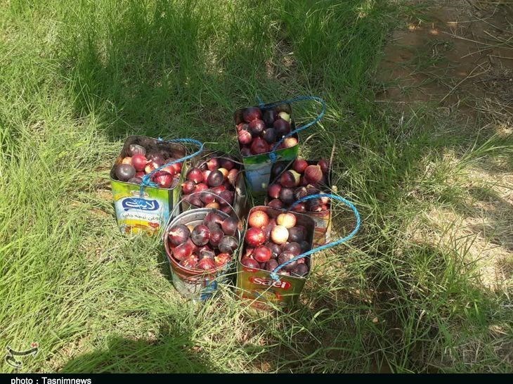 استان لرستان , پلدختر , کشاورزی ,