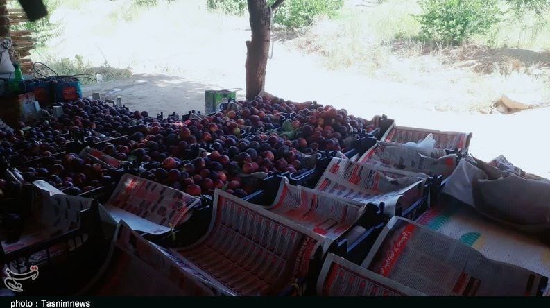 استان لرستان , پلدختر , کشاورزی ,