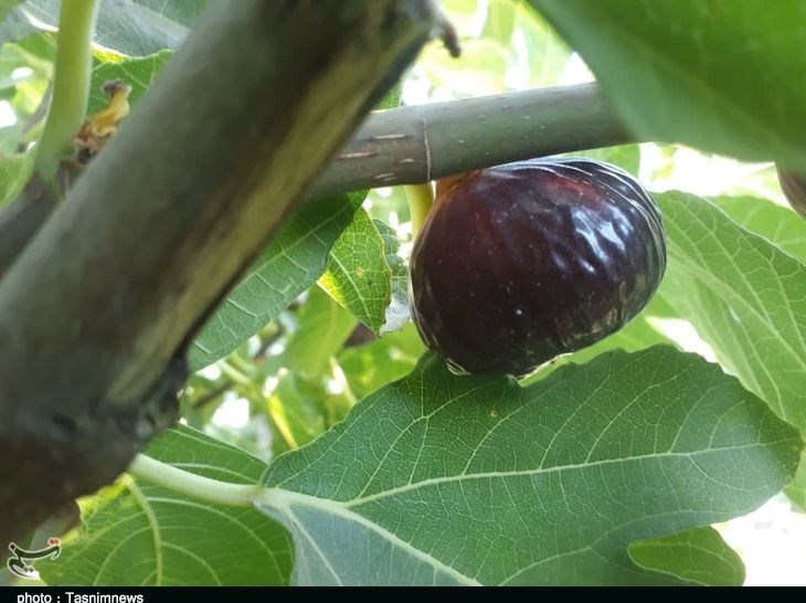 استان لرستان , پلدختر , کشاورزی ,