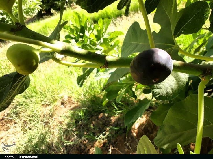 استان لرستان , پلدختر , کشاورزی ,