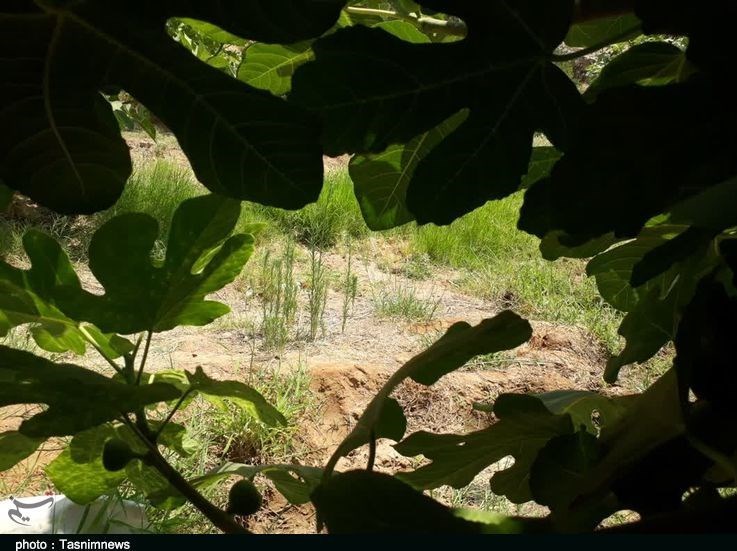 استان لرستان , پلدختر , کشاورزی ,