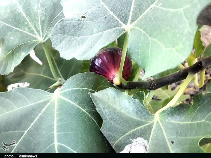 استان لرستان , پلدختر , کشاورزی ,