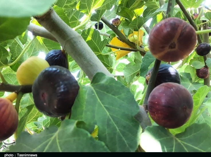 استان لرستان , پلدختر , کشاورزی ,