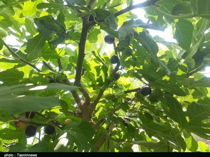 استان لرستان , پلدختر , کشاورزی ,