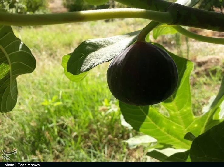 استان لرستان , پلدختر , کشاورزی ,