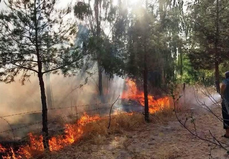 آتشسوزی در نهالستان منابع طبیعی سیروان + تصویر