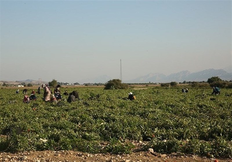 الگوی کشت , اخبار استان بوشهر , اخبار بندر کنگان ,