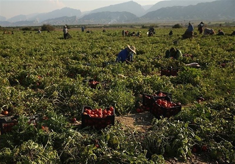 الگوی کشت , اخبار استان بوشهر , اخبار بندر کنگان ,