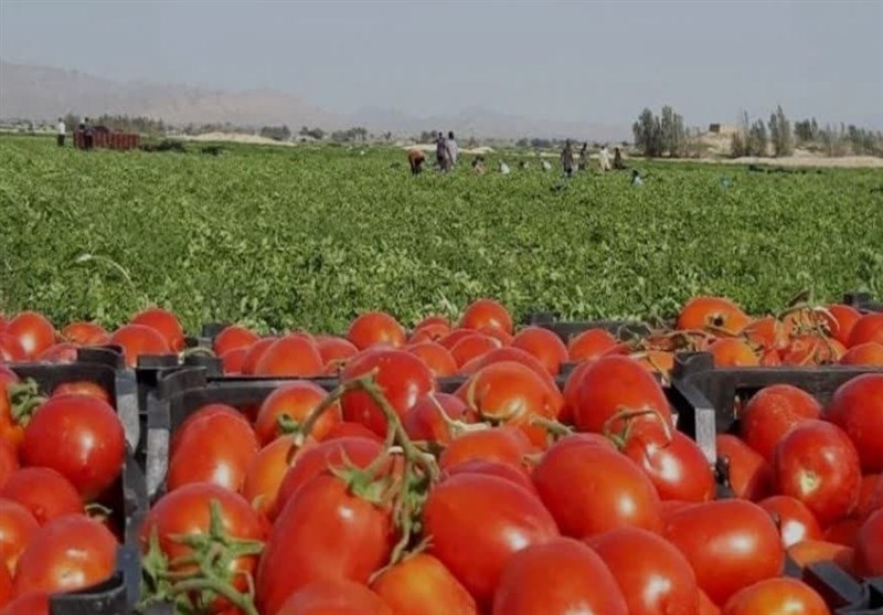 الگوی کشت , اخبار استان بوشهر , اخبار بندر کنگان ,