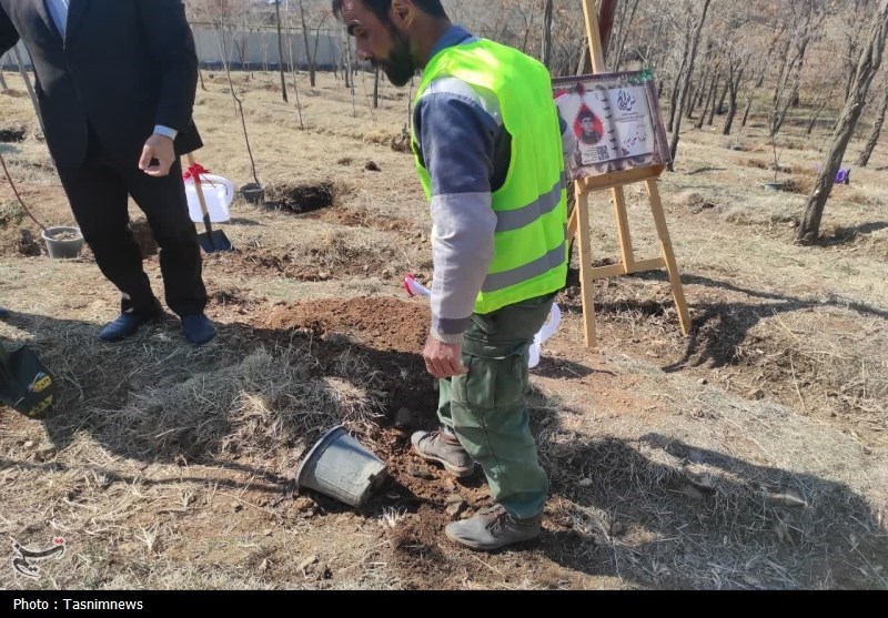 آیین کاشت 3535 نهال در زنجان+تصاویر