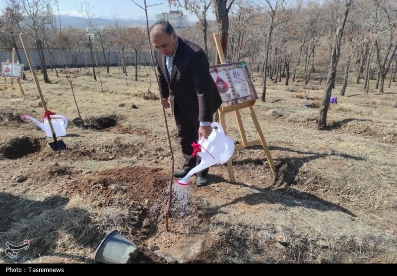 آیین کاشت 3535 نهال در زنجان+تصاویر