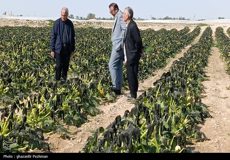 کشاورزی , اخبار دشتستان , اخبار استان بوشهر ,