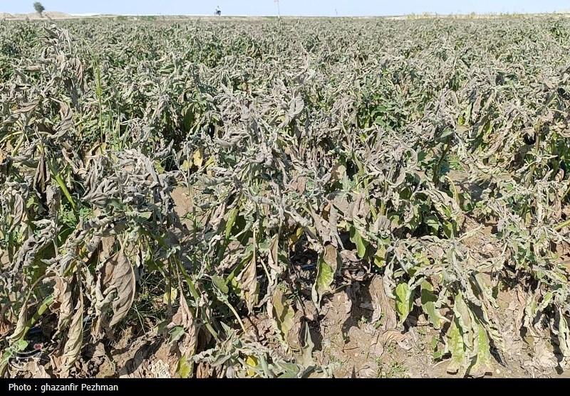 کشاورزی , اخبار دشتستان , اخبار استان بوشهر ,