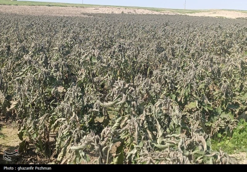 کشاورزی , اخبار دشتستان , اخبار استان بوشهر ,