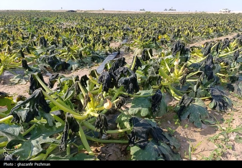 کشاورزی , اخبار دشتستان , اخبار استان بوشهر ,
