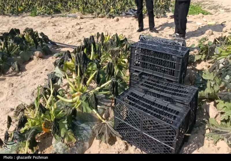 کشاورزی , اخبار دشتستان , اخبار استان بوشهر ,