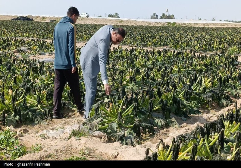کشاورزی , اخبار دشتستان , اخبار استان بوشهر ,