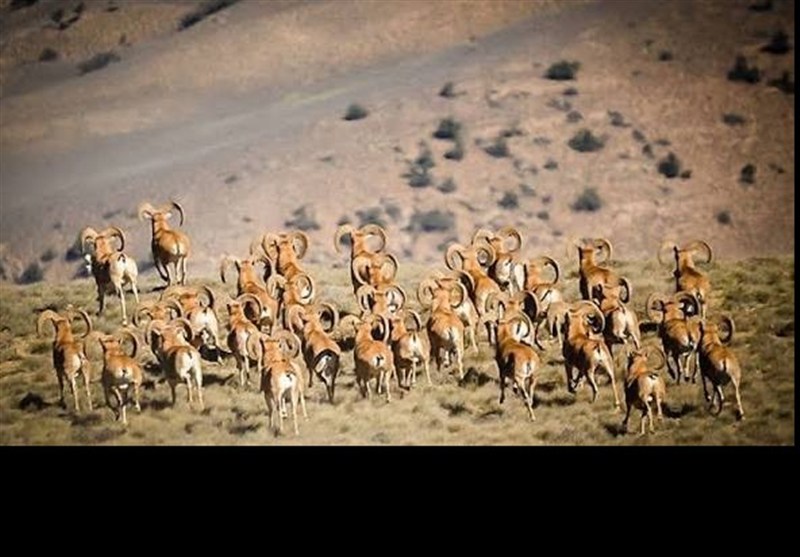 اخبار استان گلستان , پارک ,