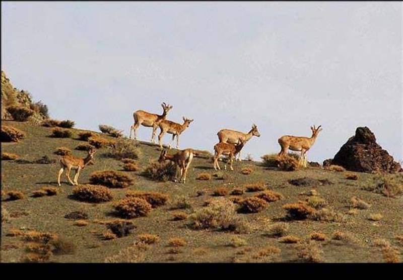 اخبار استان گلستان , پارک ,