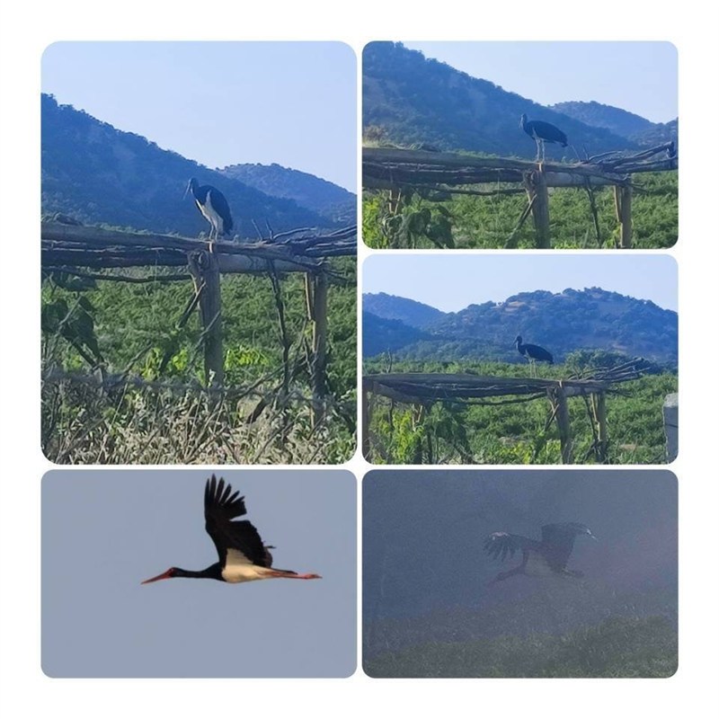 اخبار مریوان , اخبار استان کردستان ,