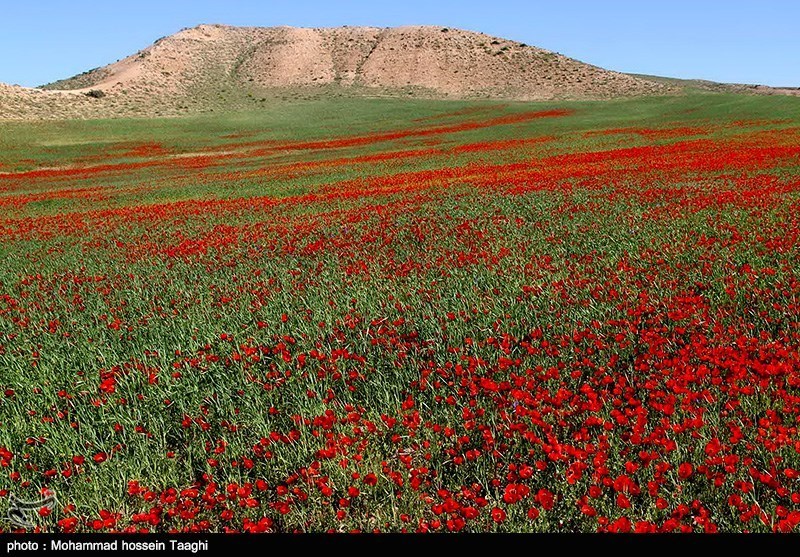 دشت شقایق در جاده قوچان به درگز