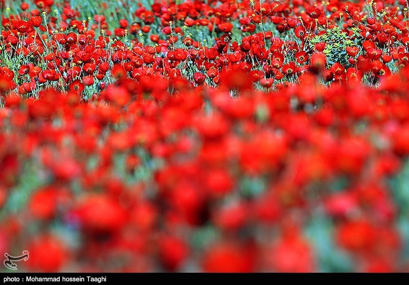 دشت شقایق در جاده قوچان به درگز