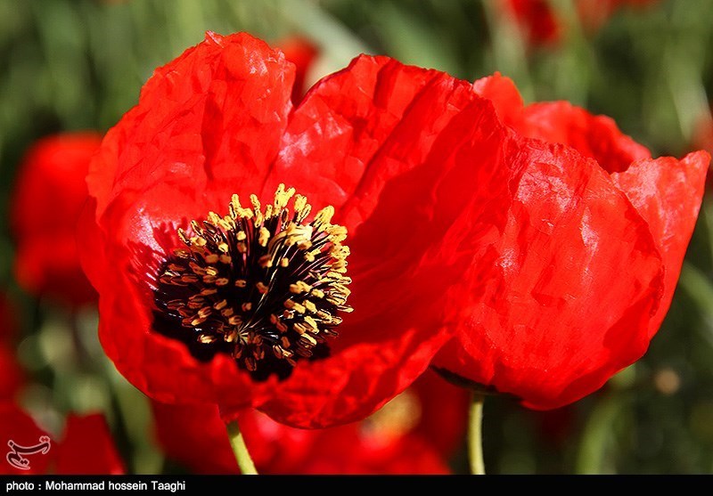 دشت شقایق در جاده قوچان به درگز
