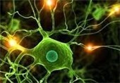 ویروس کرونا می‌تواند سلول‌های مغزی را هم آلوده کند