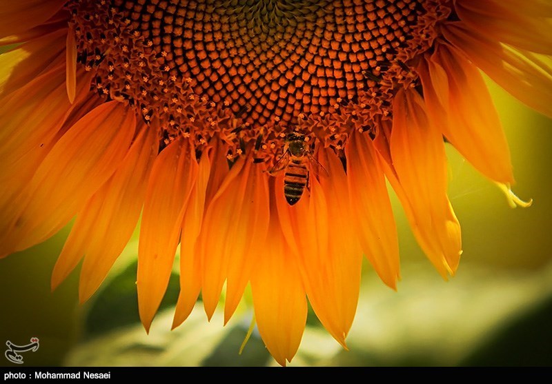 مزرعه آفتابگردان-استان گلستان