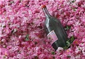 بهار کاشان؛ عطر گلاب، فرصت گردشگری و رونق اقتصاد محلی
